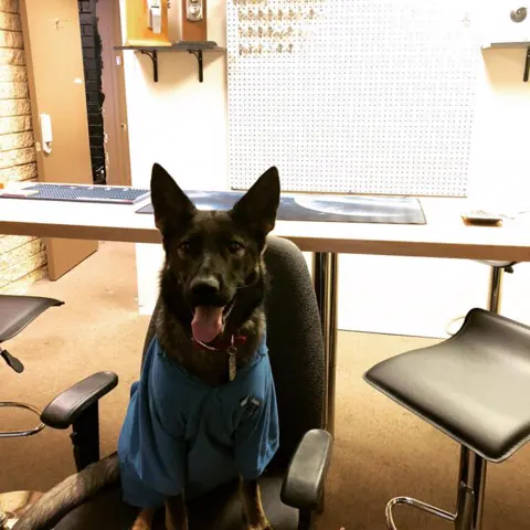 Mika, the shop’s German Shepherd puppy, in a blue shirt at the Diamondback shop