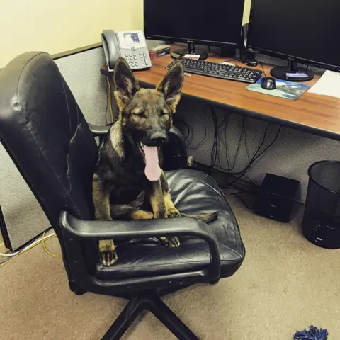 Mika the puppy sitting on an office chair