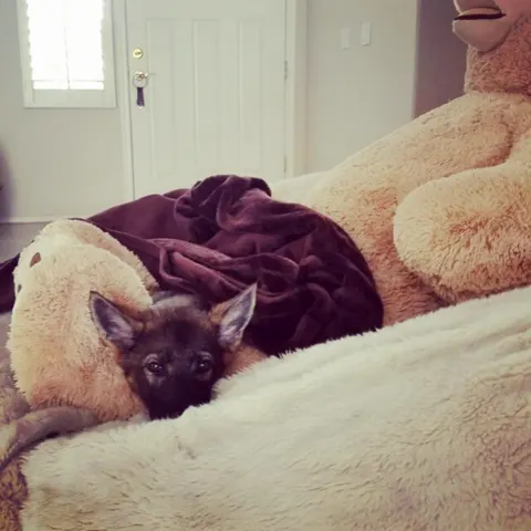 Mika curled up asleep on a cushion